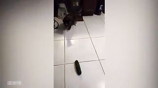 Funny Cat 15