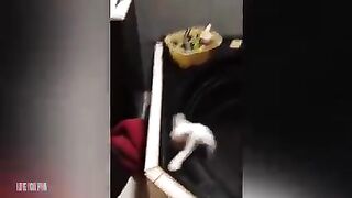 Funny Cat 15