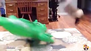 Funny Cat 18