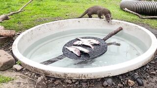 Otter Cub scared with Water but want Fish