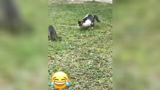 Funniest Animal Moments 2023 ???????????? Ep 1