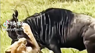 fighting full video watching