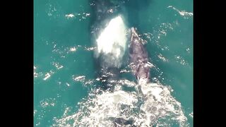 Orca's