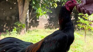 Ayam jago bagus