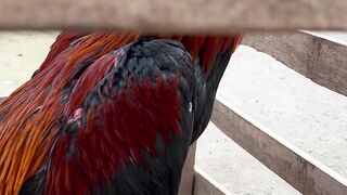Ayam jalu
