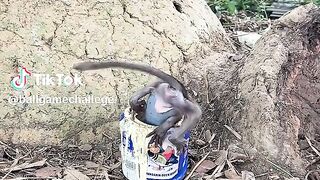 monkey and dog