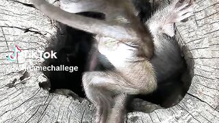 monkey full video watching