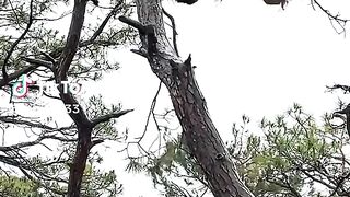 monkey fighting full video