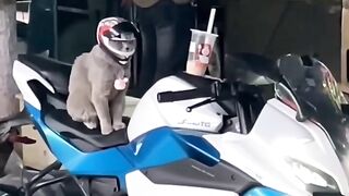 Travel with my crush 'peeu' Cat ????