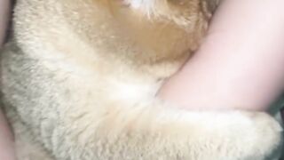 Cat is so pretty