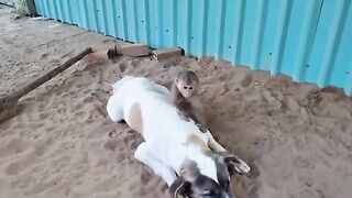 Puppies Vs Baby Monkey