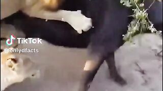 see this video25346