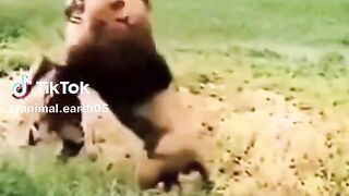 big fighting