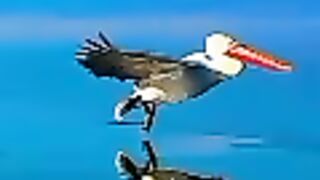 Entertainment video 54