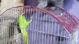 Bella and parrot masti