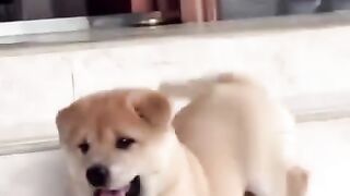 Funny Puppy Rowdy