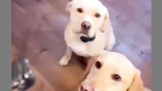Funny Dog & Remote