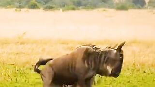 video5151