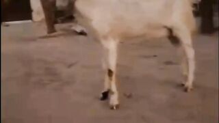 Bakra eid 2