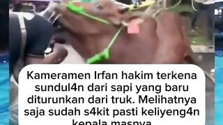 Kena Sundul Sapi , Gimana rasanya ? ????????????