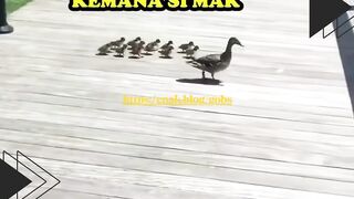 Lucunya anak-anak bebek ini!