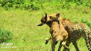 animal story full video watching