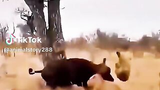 animal story part2 full video