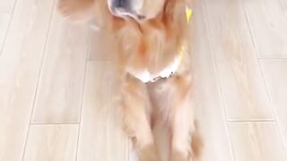 Funny Dog walks