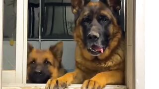 Funny Animal Dog trio