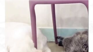 Funny Dog Duo