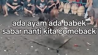 DELIWIN SITUS TARUHAN SABONG AYAM RESMI AMAN DAN TERPERCAYA
