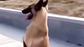 FUNNY VIDEOS AND ENTERTAIN YOU I Funny Videos #funny videos #shortsviral