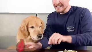 Feeding A Dog $1 vs $10,000 Steak #mrbeast #viral