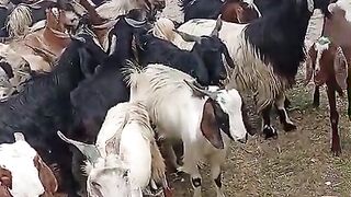 Bakra eid 3