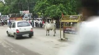 Bull Fight With Sadhu