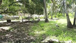 Village Dogs Fighting