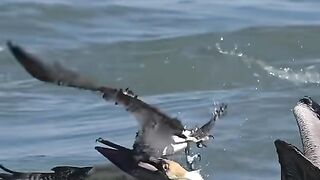 full watching video