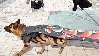 Dog is a good friend