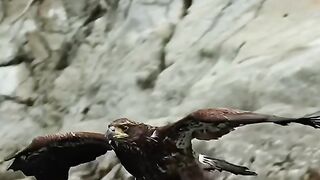 full video watching 11