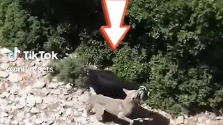 video full watching
