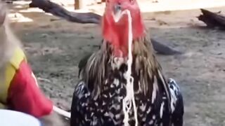 Funny Monkey and Chicken Food