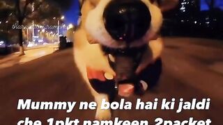 Funny Dog walking