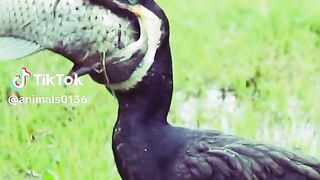 full video  watching