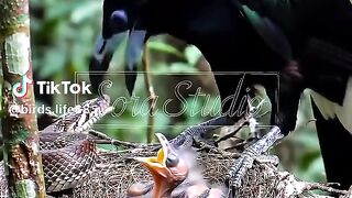 full video watching part2 3