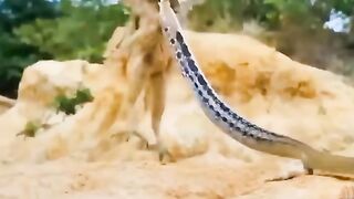comepeate video watching