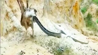 full video watching 14
