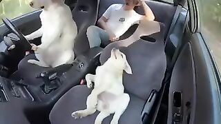 Funny Dog Is Driving the Car