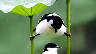 maa bap maa bap hoty hy