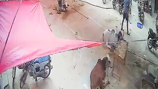 Online free videos 14