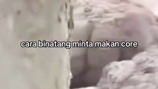 Binatang Minta Makan Core